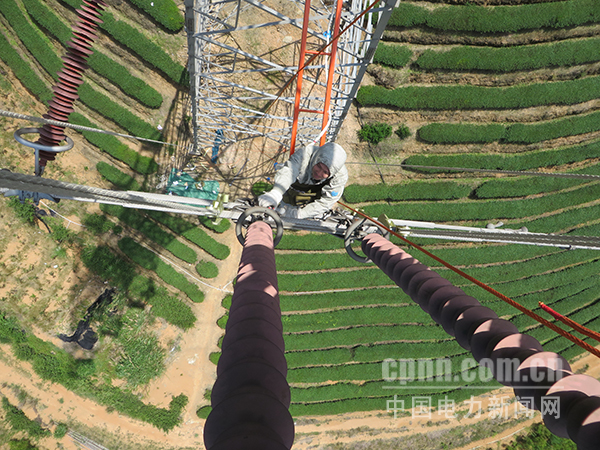 圖為工作人員冒著高溫帶電更換受損絕緣子串