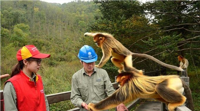 湖北神農架：農網(wǎng)改造進林區(qū) 電亮深山致富路