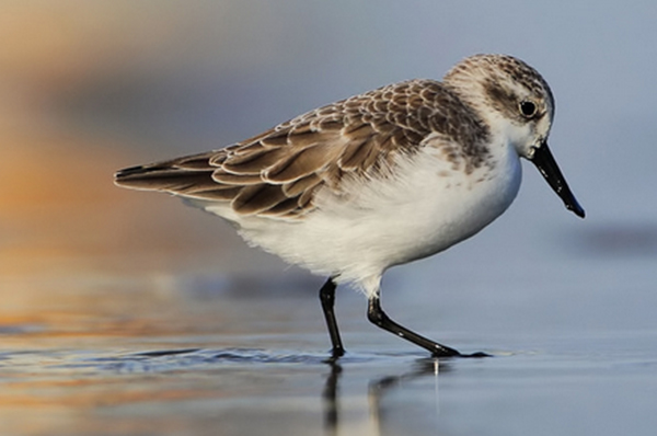 過時名錄嚴重影響瀕危物種保護，委員呼吁：應盡快更新