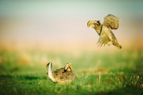 大自然保護協(xié)會認為 風(fēng)能開發(fā)應(yīng)規(guī)避生態(tài)脆弱區(qū)