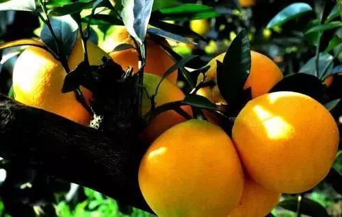 “互聯(lián)網(wǎng)+農(nóng)業(yè)”想要實現(xiàn)規(guī)模經(jīng)濟道路在何方