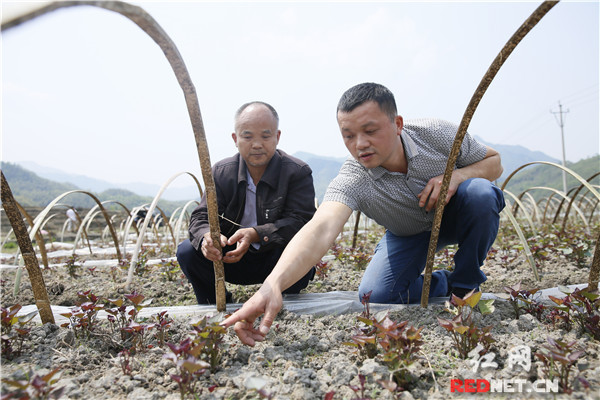 北湖區(qū)“互聯(lián)網(wǎng)+農(nóng)業(yè)”助推農(nóng)產(chǎn)品區(qū)域品牌建設