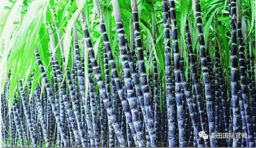 麥田國際——麥田里的守望者，“互聯(lián)網(wǎng)+農(nóng)業(yè)”的先行者