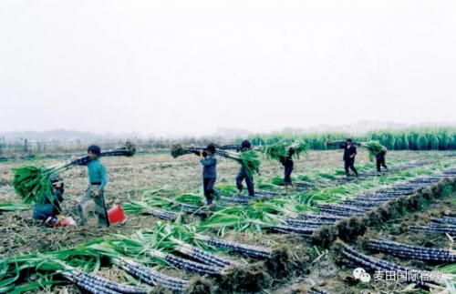 麥田國際——麥田里的守望者，“互聯(lián)網(wǎng)+農(nóng)業(yè)”的先行者