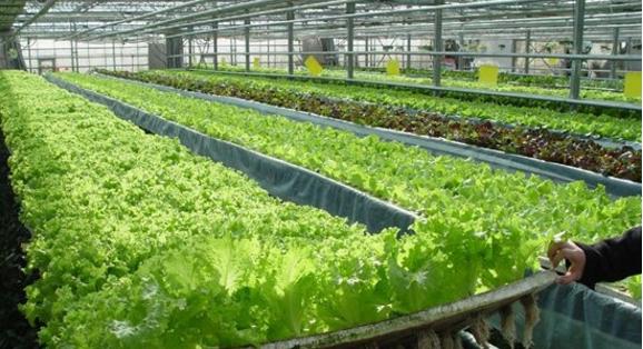 互聯(lián)網(wǎng)+農(nóng)業(yè) 下一個風口！