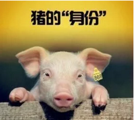 智能化養(yǎng)豬系統(tǒng)，現(xiàn)代化農(nóng)業(yè)發(fā)展之路