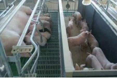 智能化養(yǎng)豬系統(tǒng)，現(xiàn)代化農(nóng)業(yè)發(fā)展之路