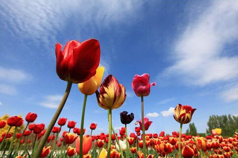 六師五家渠市:多措開(kāi)展"互聯(lián)網(wǎng)+"模式 助力產(chǎn)業(yè)發(fā)展升級(jí)