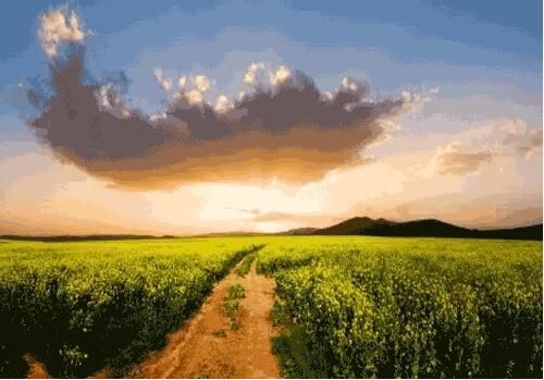 河南有機農業(yè)平臺”互聯(lián)網+創(chuàng)造新模式