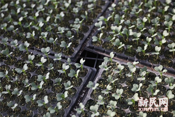 固原市原州區(qū) 冷涼蔬菜品牌試水“互聯(lián)網+農業(yè)”