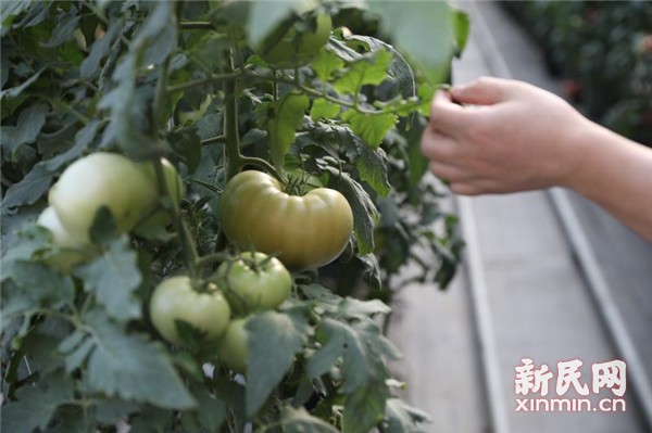 固原市原州區(qū) 冷涼蔬菜品牌試水“互聯(lián)網+農業(yè)”