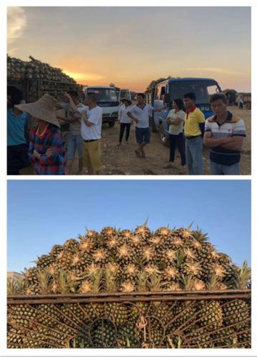  “互聯(lián)網(wǎng)+農(nóng)業(yè)”發(fā)力 一畝田助力徐聞賣菠蘿