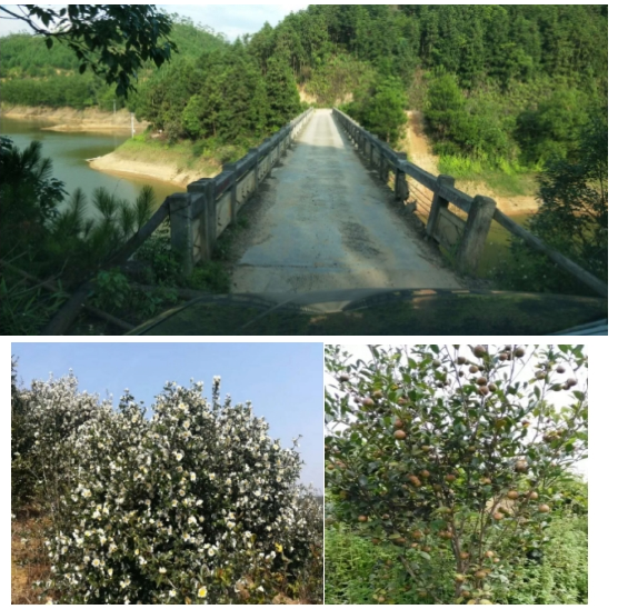 互聯(lián)網(wǎng)＋認養(yǎng)農(nóng)業(yè)，顛覆產(chǎn)業(yè)綻放輝煌