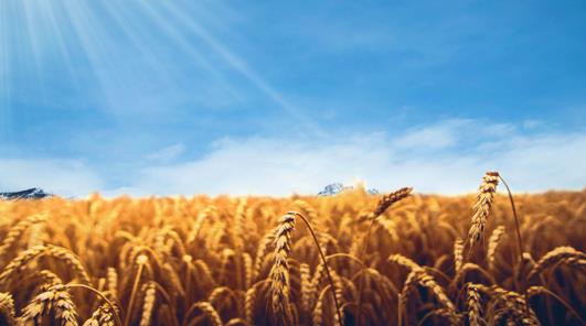 放眼全球農(nóng)業(yè)產(chǎn)業(yè)鏈，遠(yuǎn)航集團(tuán)打造國際農(nóng)業(yè)生態(tài)鏈