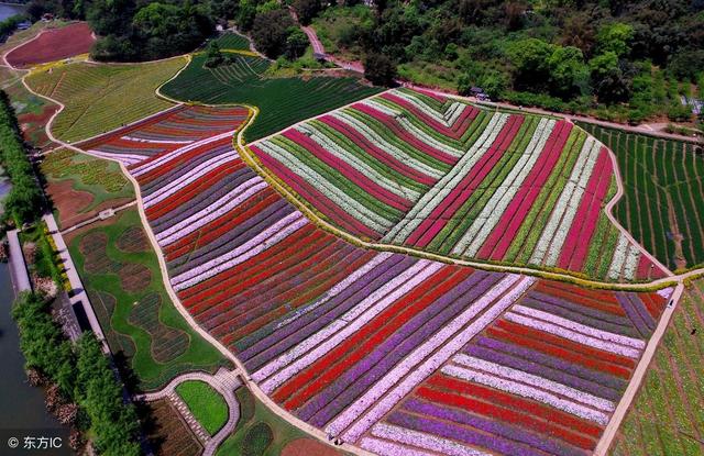 顛覆！裂變！賦能！互聯(lián)網(wǎng)+農(nóng)業(yè)領(lǐng)域的“豬飛起來了”