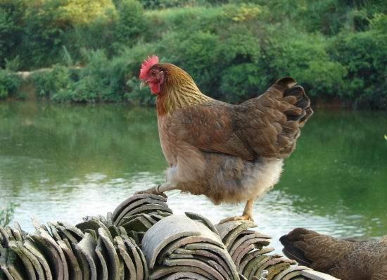 互聯(lián)網(wǎng)+農(nóng)業(yè)時(shí)代，散養(yǎng)雞直播不得了