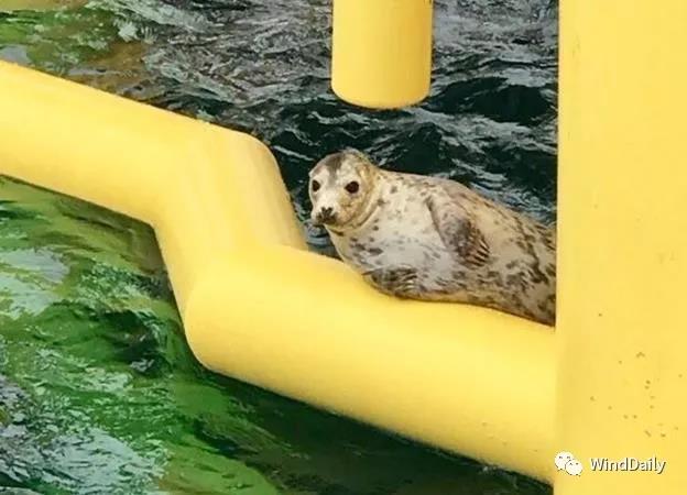 海上風(fēng)電破壞海洋生態(tài)？海豹：想多了！