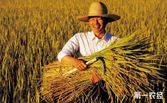 鄉(xiāng)村振興中的“互聯(lián)網(wǎng)+農(nóng)業(yè)”到底指的是什么？