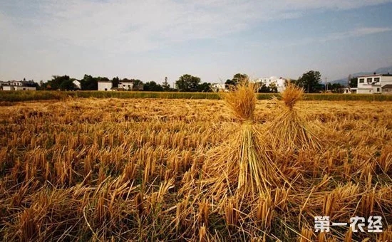 鄉(xiāng)村振興中的“互聯(lián)網(wǎng)+農(nóng)業(yè)”到底指的是什么？